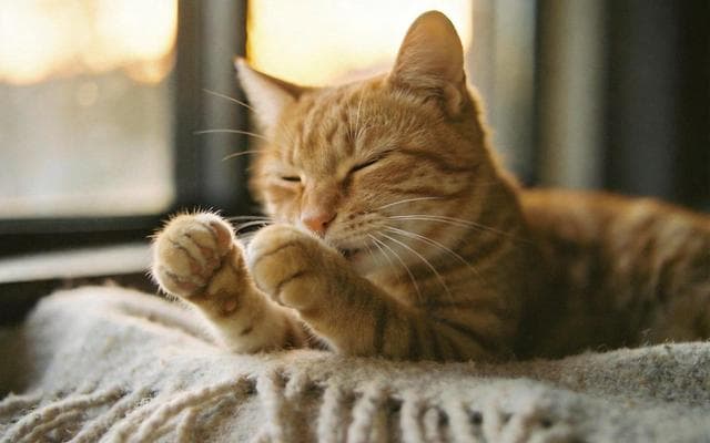 Why Do Cats Knead