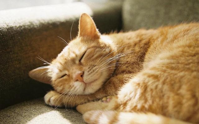 Why Do Cats Purr