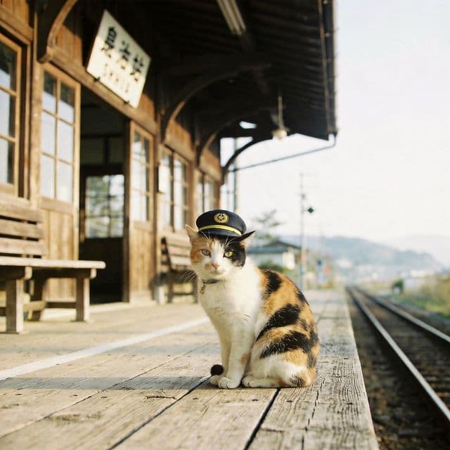 Station Master Tama: The Calico Who Saved a Railway