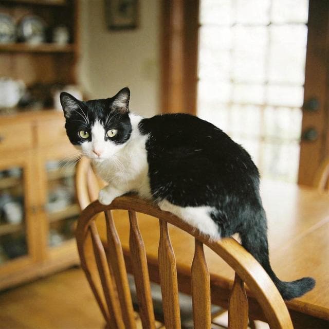 Perched on the chair back, craning his neck — nothing escapes his attention.