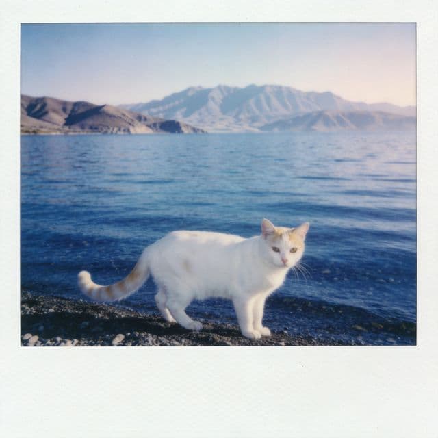 The Turkish Van: The Swimming Cat