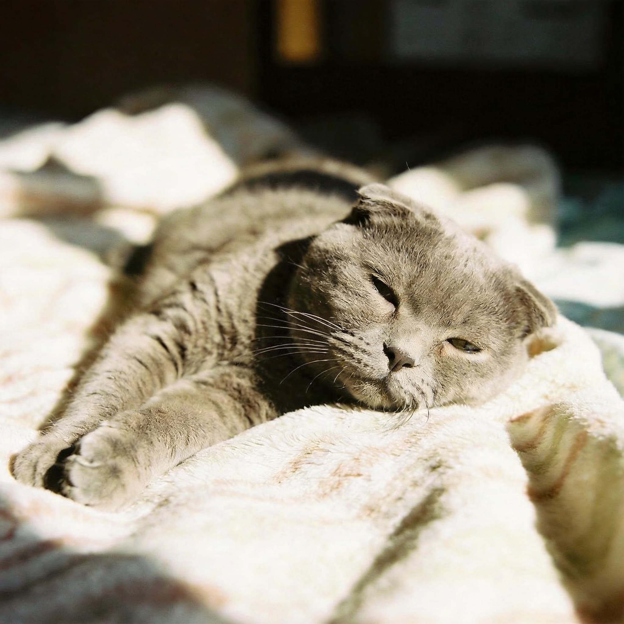 Half-Closed Eyes